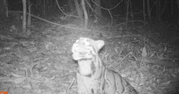 Avistan en Tailandia una especie de pantera en riesgo de extinción