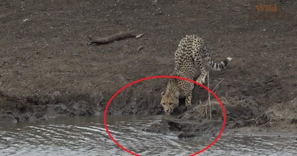 Video viral: leopardo era acechado por temible depredador y esto ocurrió
