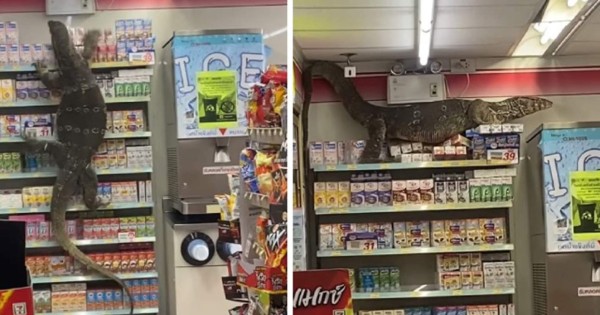 Video viral: Gigantesco lagarto 'Godzilla' aterroriza a clientes de supermercado