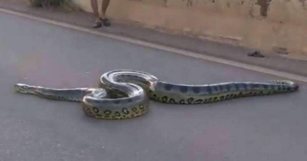 Video viral en YouTube: Estudiantes se encuentran con gigantesca anaconda