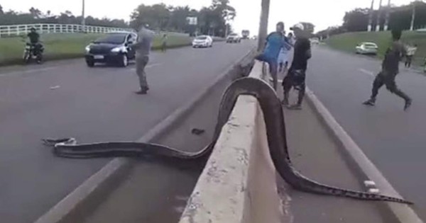 Video viral: gigantesca anaconda siembra el terror en avenida de Brasil