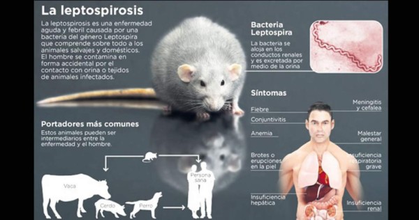 Tres casos sospechosos de leptospirosis hay a la semana