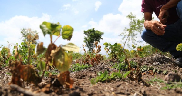 BCH presentará informe sobre impacto económico de la sequía