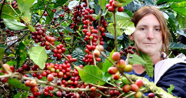 Pequeños cafetaleros desconocen que deben facturar desde agosto