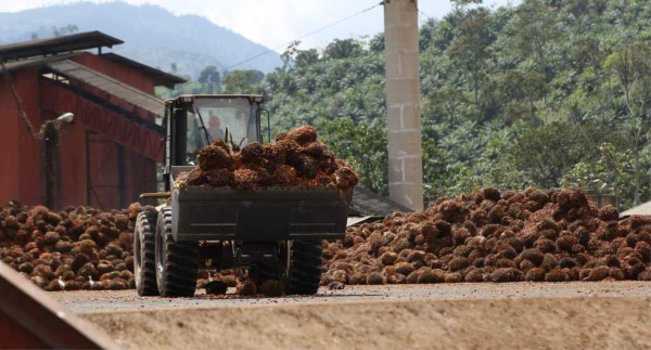 Más exportaciones compensarán caída en precio de aceite de palma
