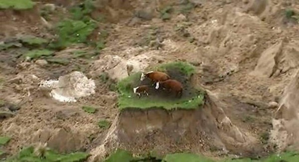 Rescatan a vacas atrapadas tras terremoto en Nueva Zelanda