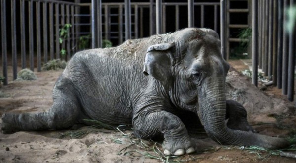 La nueva vida de Ramba, una elefanta rescatada de un circo