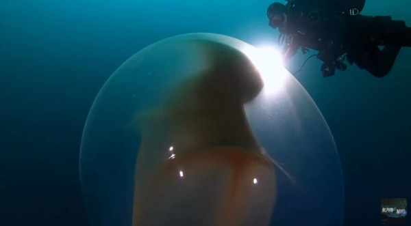 Video viral: Buzos hallan extraña burbuja transparente en el fondo del mar