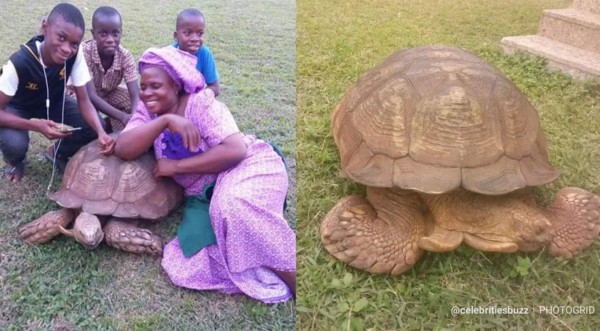 La tortuga más vieja de África muere en un palacio en Nigeria
