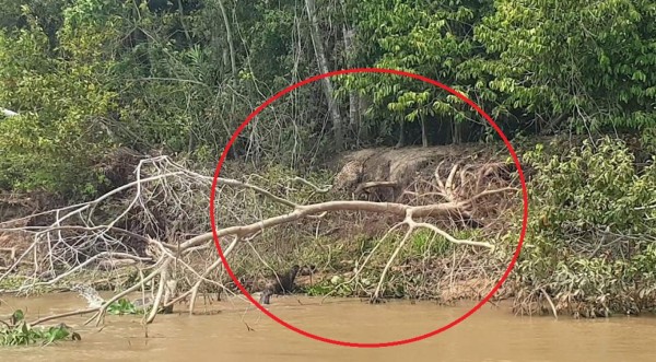 Video viral: Graban fuerte pelea entre un jaguar y nutrias gigantes