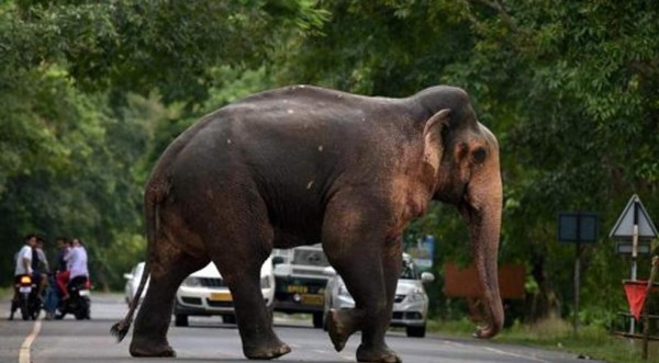 Un elefante rebelde mata a cinco aldeanos en India