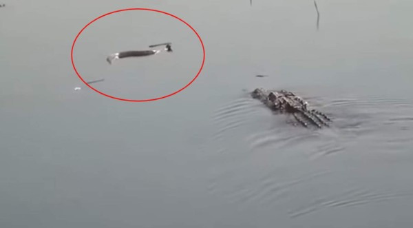 Video viral: Graban pelea entre feroz caimán y anaconda