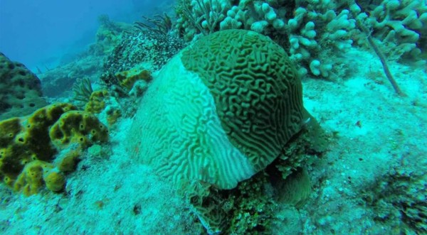 Síndrome blanco: La rara enfermedad que amenaza los corales del Caribe