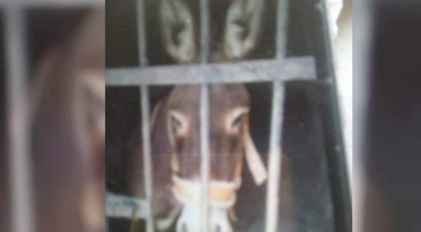 No son 'fake news': Meten a la cárcel a un burro en México