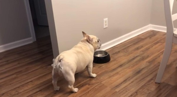 Video viral: Ponen a dieta a un perro gordito y hace berrinche