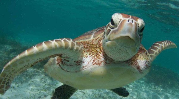 Una tortuga tecnológica para detectar microplásticos en los océanos