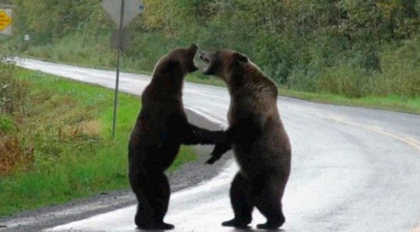 Video viral: Dos osos se van a los golpes y la pelea causa impacto en las redes sociales