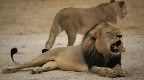 Un cazador mata a uno de los hijos del león Cecil en Zimbabue