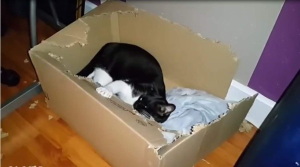 'Elliot' el gato que odia las cajas