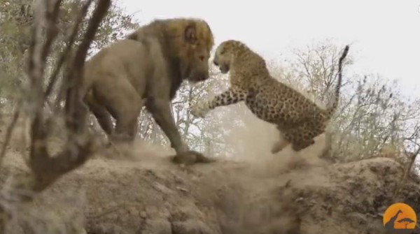 Video: El feroz ataque de un león contra un leopardo