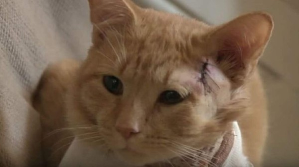 Gato salva a niño de recibir impacto de bala perdida