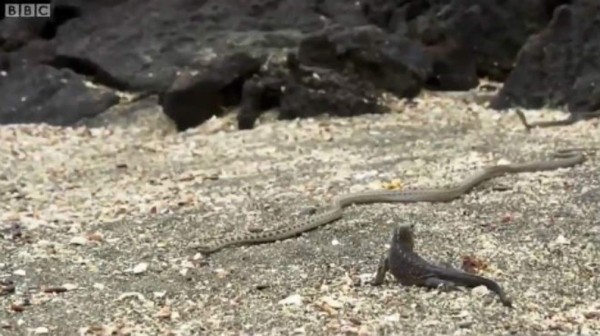 Impresionante: Iguana escapa de nido de hambrientas serpientes