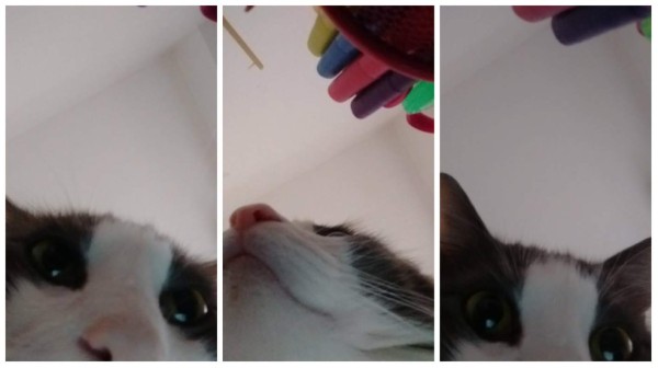 Revisa su celular y descubrió las selfies de su gato