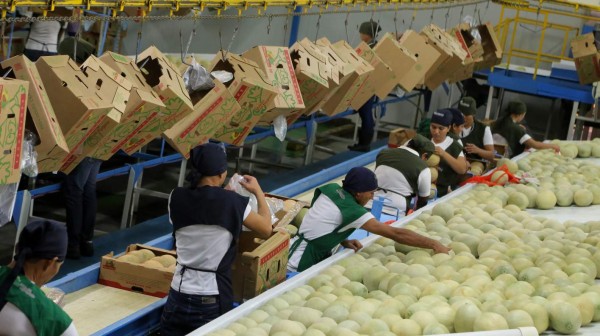 Conquistar a Taiwán y Corea, meta del sector melonero de Honduras