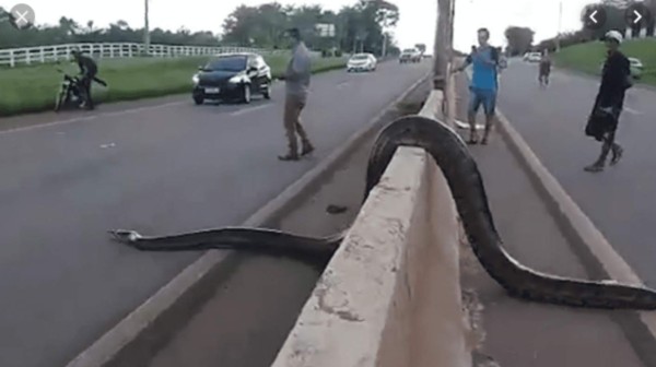 Viral: Enorme anaconda detiene el tráfico en avenida de Brasil