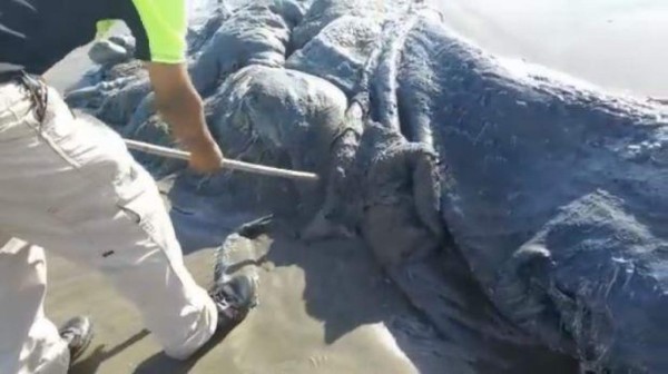 Descubren extraño animal en playas de México