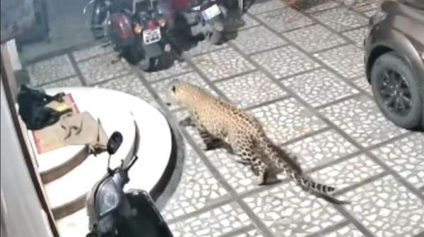 Video viral: leopardo entra a una casa y ataca brutalmente a un perro