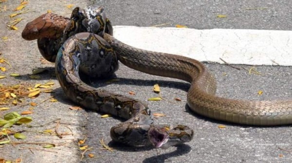 Impactante pelea entre serpiente pitón y cobra real