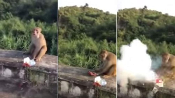 Turistas lanzan petardo a un mono quitándole un dedo