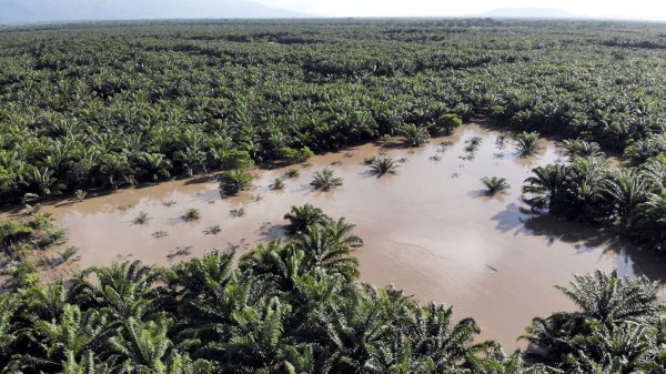 Acuerdan acciones para comenzar a reactivar sector de palma aceitera