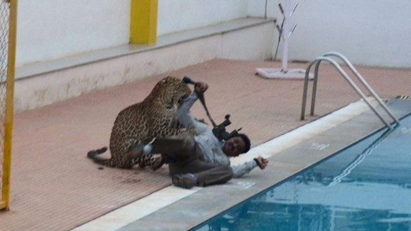Dramática lucha entre un hombre y un leopardo