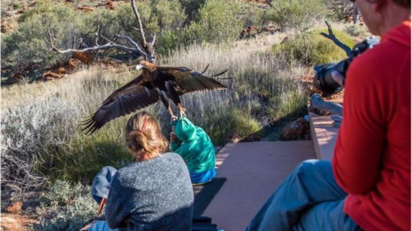 Insólito: Un águila intenta 'secuestrar' un niño en Australia