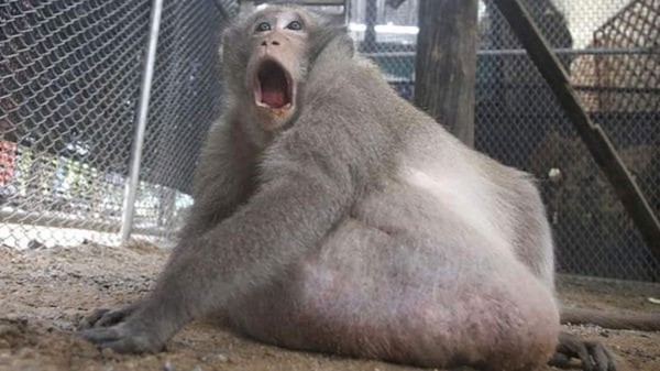 'Tío Gordo', el mono que terminó obeso por alimentarse de comida chatarra