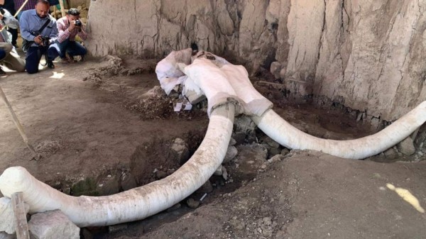Descubren restos de 14 mamuts en el centro de México