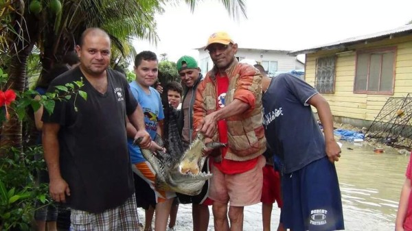 Vecinos matan a tiros a un lagarto en Puerto Cortés