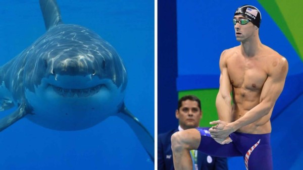 Video: Michael Phelps pierde contra un tiburón blanco por dos segundos