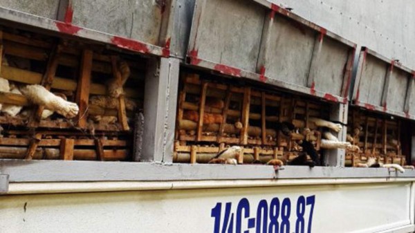 Entierran tres toneladas de gatos importados ilegalmente en Vietnam