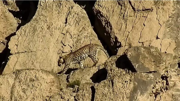 Avistan una pareja de raros leopardos de Persia en Pakistán