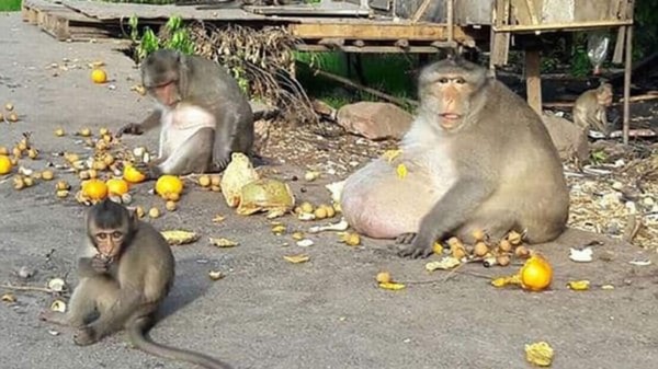 'Tío Gordo', el mono que terminó obeso por alimentarse de comida chatarra