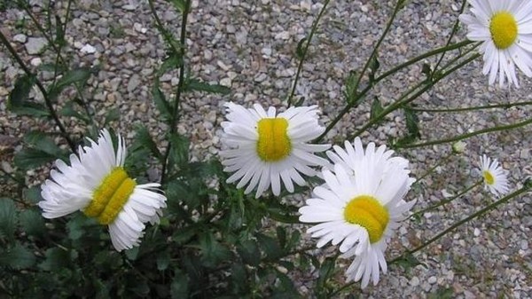 Denuncian aparición de flores 'mutantes' cerca de Fukushima