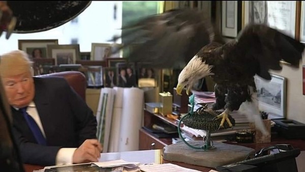 Un águila ataca a Donald Trump