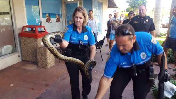 Enorme pitón sacó un susto a ciudadanos en el Lincoln Road de Miami