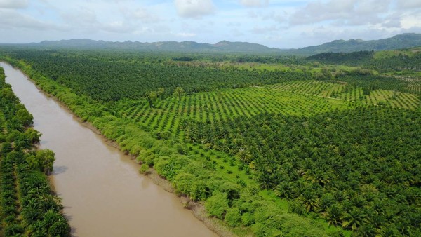 La palma aceitera devora más bosques de Honduras