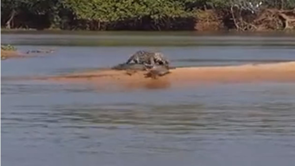 Un vídeo donde un jaguar ataca a un cocodrilo es un furor en la red