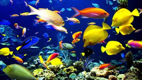 Estudio revela que los peces tienen personalidad