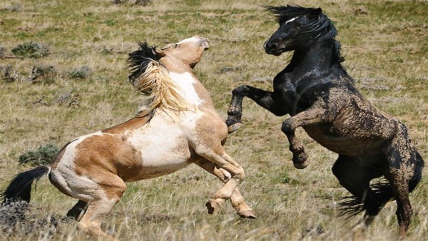 Hallazgo revela que no existen caballos realmente salvajes